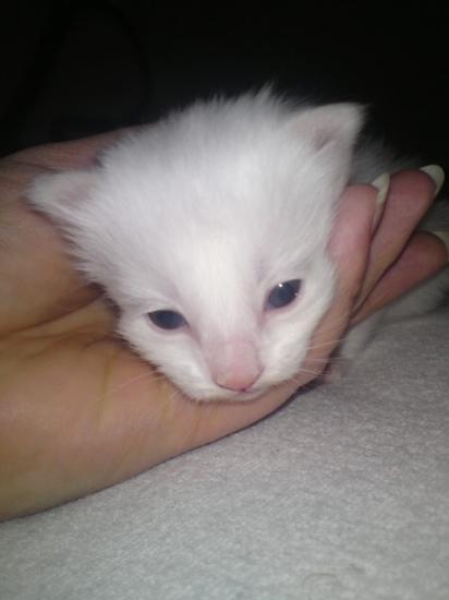 Fénix 08/01/11