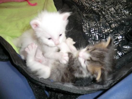 Fénix & Fébus 15/01/11